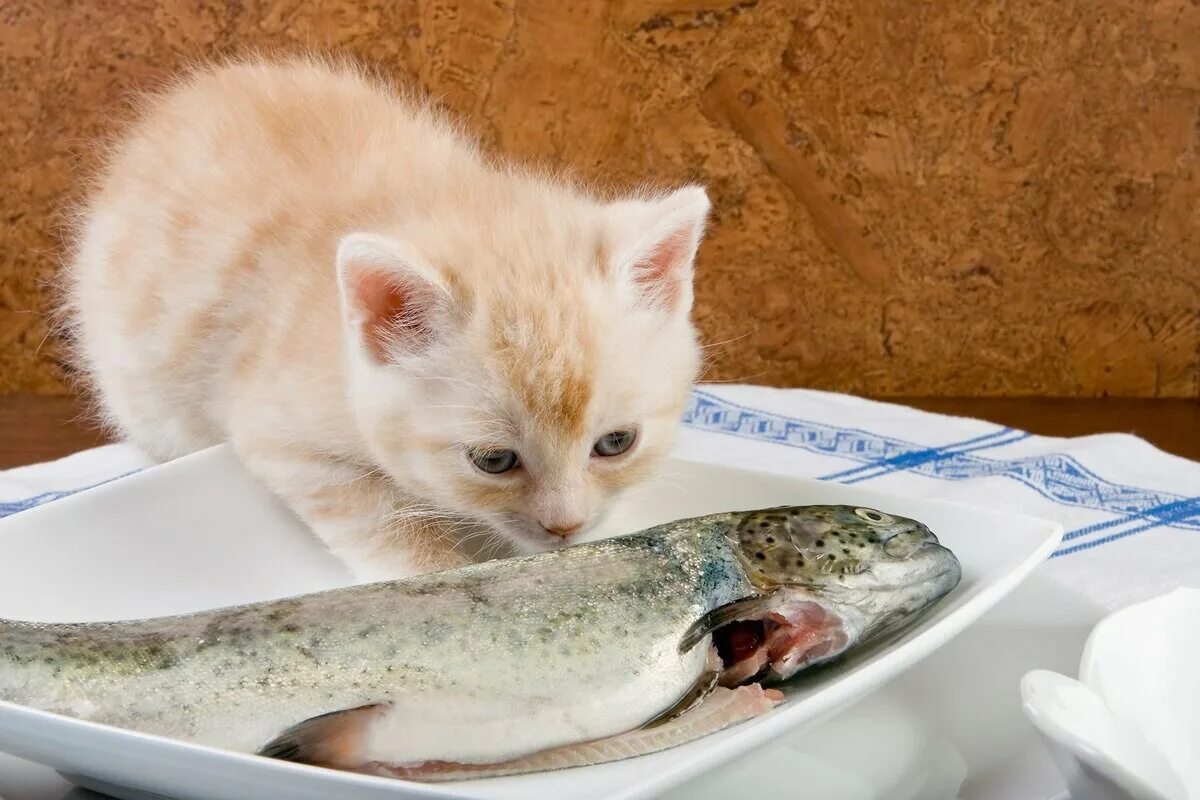 Едят ли коты рыбу. Рыба котик. кошка кушает рыбу. котенок с рыбой. котенок ест.