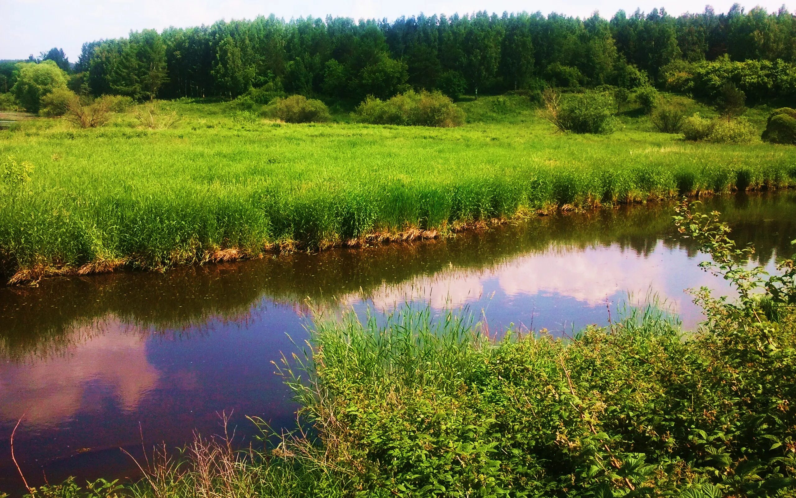 Река Питомша. Река Пойма Челябинск. Река Велва. Растения реки Патрушиха. Пойма это простыми словами