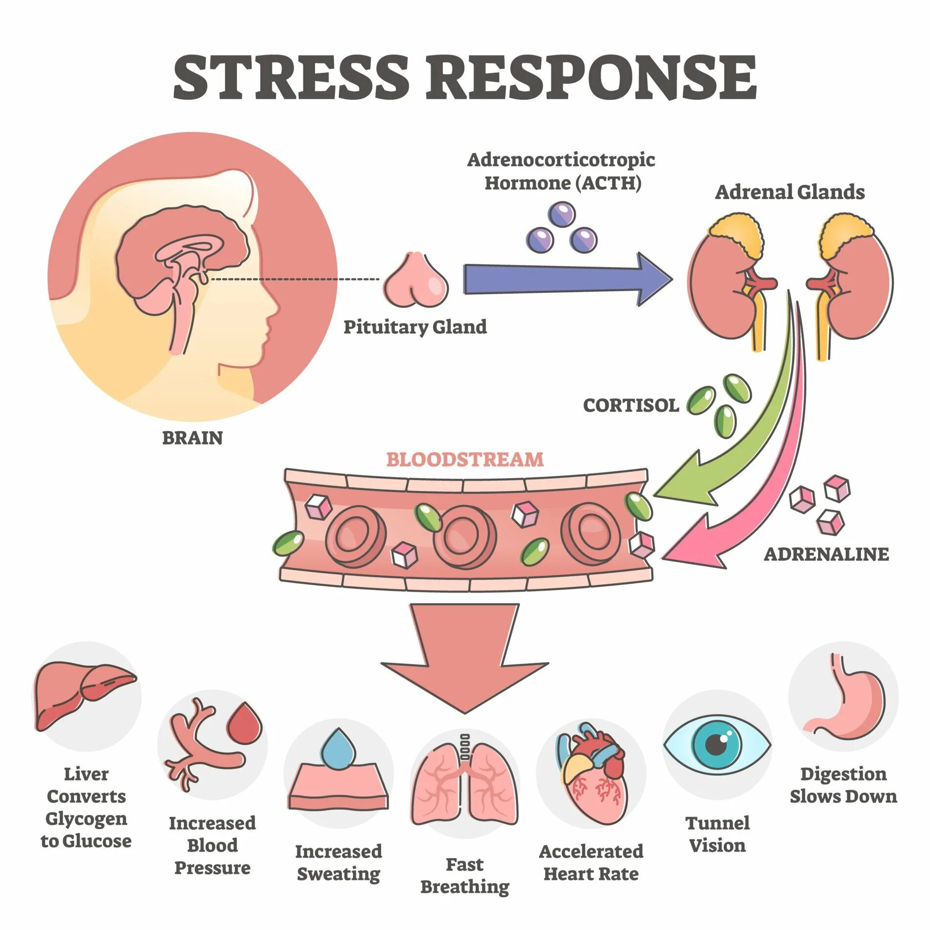 Flight response. Физиология стресса. гормоны стресса рисунок. stress response. кровь на гормоны.