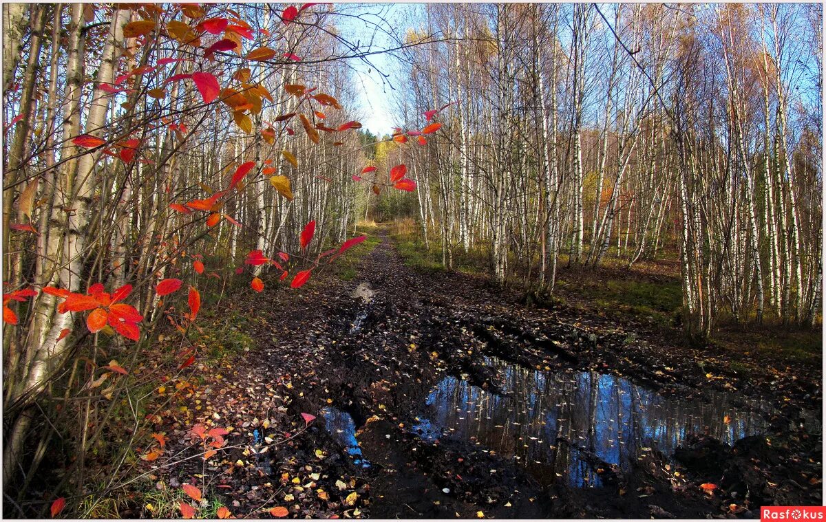 В конце месяца сентября. Природа в конце октября. Осень октябрь. Осень ноябрь. Осень октябрь природа.