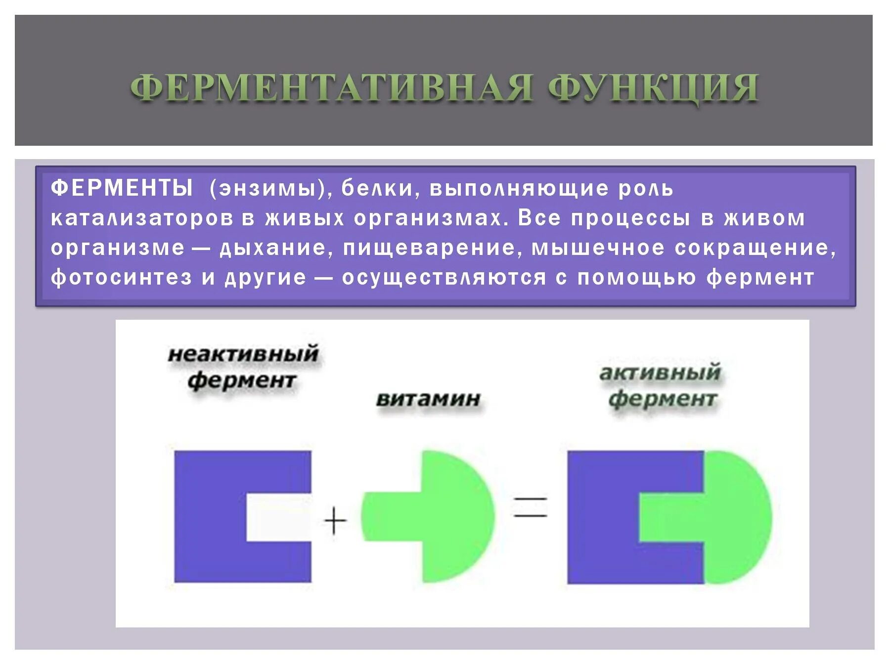 Фермениатмвная функия. Ферментативная функция белков. Ферментативная функция белка. Белки ферменты функции.