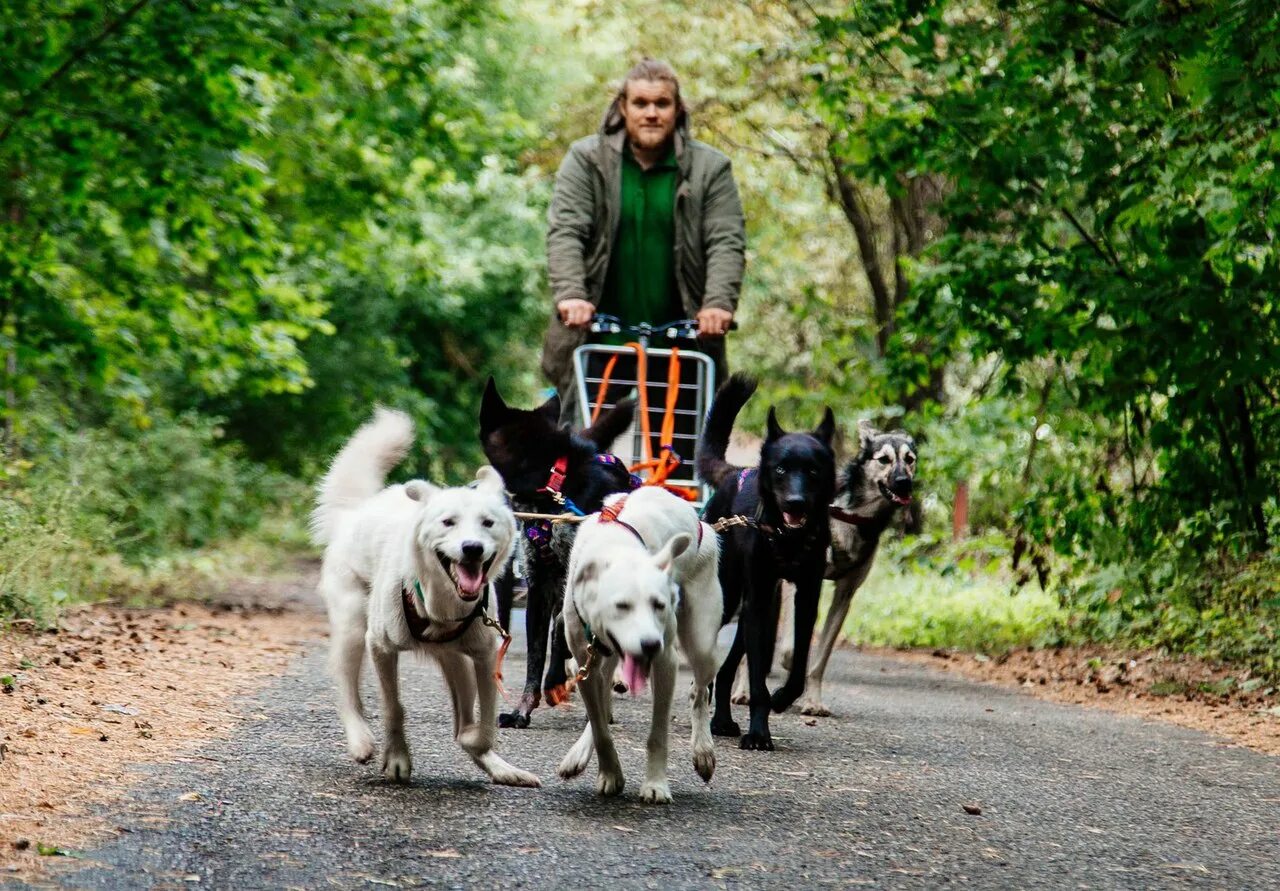 Экспедиция на собаках. Серебро севера питомник хаски тольятти. Серебро севера. Серебро севера. Каюров собаками.