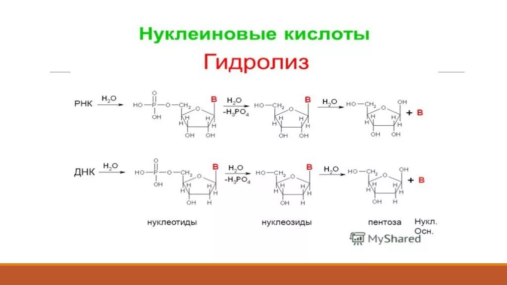 Гидролиз ДНК реакция. Схема гидролиза нуклеиновых кислот. Схема гидролиза нуклеиновых кислот биохимия. Гидролиз нуклеиновых кислот формулы. Кислотный гидролиз это