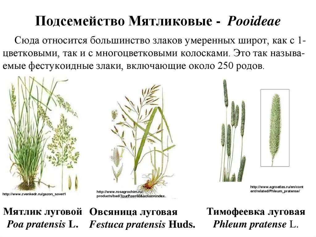 Злаковые описание. Мятлик Луговой однодольный или двудольный. Злаки Мятликовые представители. Мятлик Луговой таксономия. Мятликовые подсемейство представители.