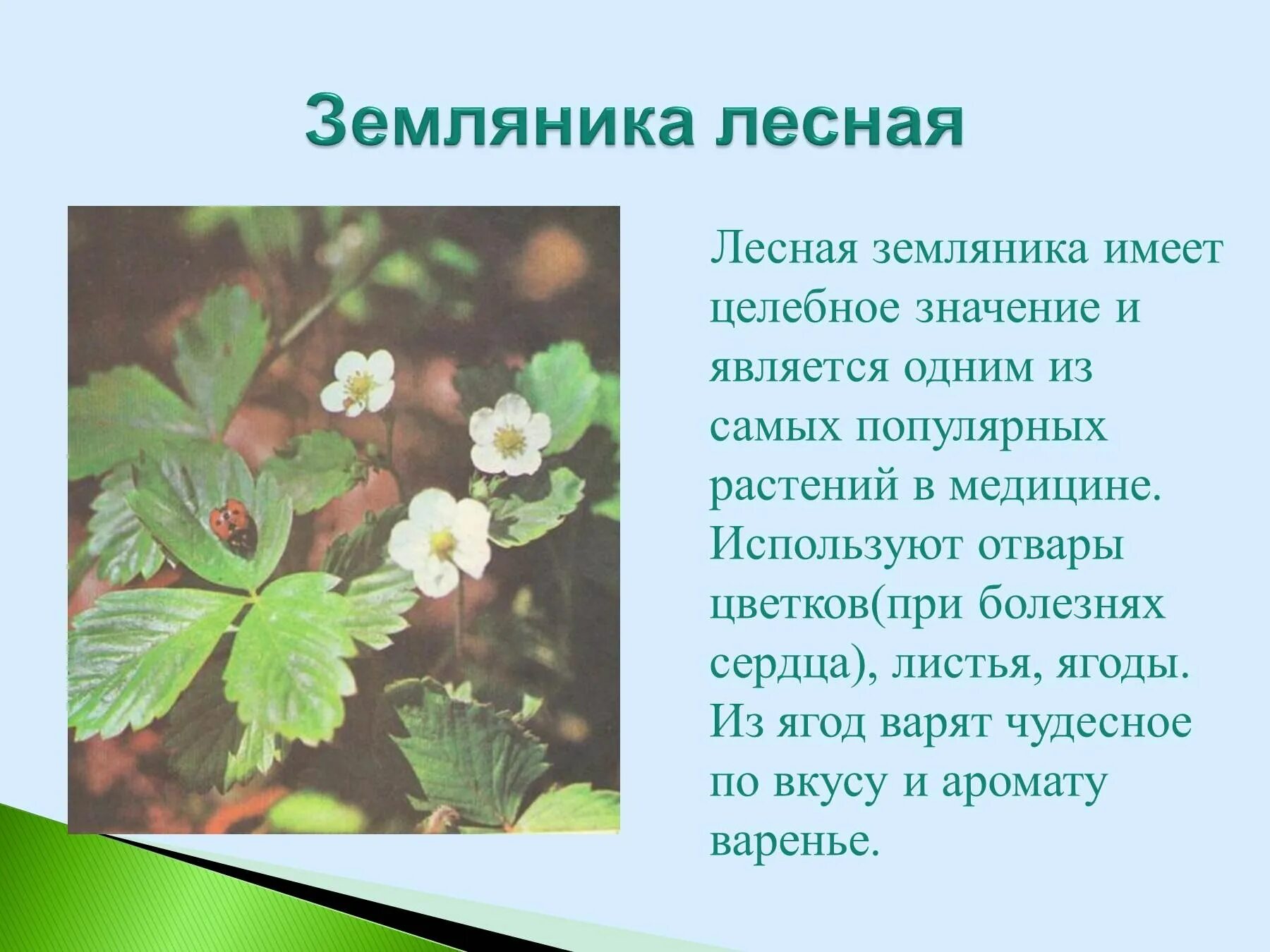 Сообщение о лесных растениях