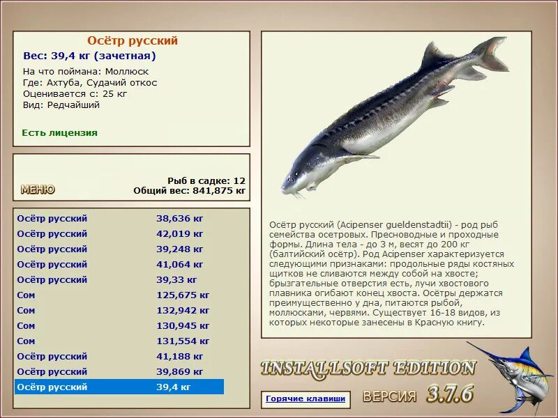 Русская рыбалка Урал осетр русский. Русский осетр рыбалка. Волга русская рыбалка 3 7 6 русский осётр. Русская рыбалка игра installsoft