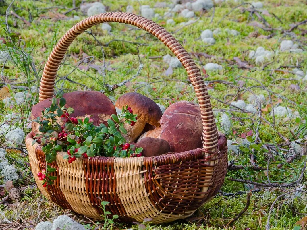 неизвестные грибы и ягоды. сбор грибов. поход за грибами. в лес по ягоды. по грибы.