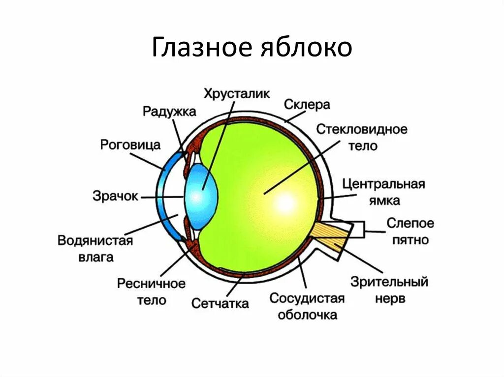 Зрачок в организме человека выполняет функцию. Строение зрительного анализатора глазное яблоко. Белочная оболочка глазного яблока. Строение глаза спереди. Строение глаза анатомия оптическая система.