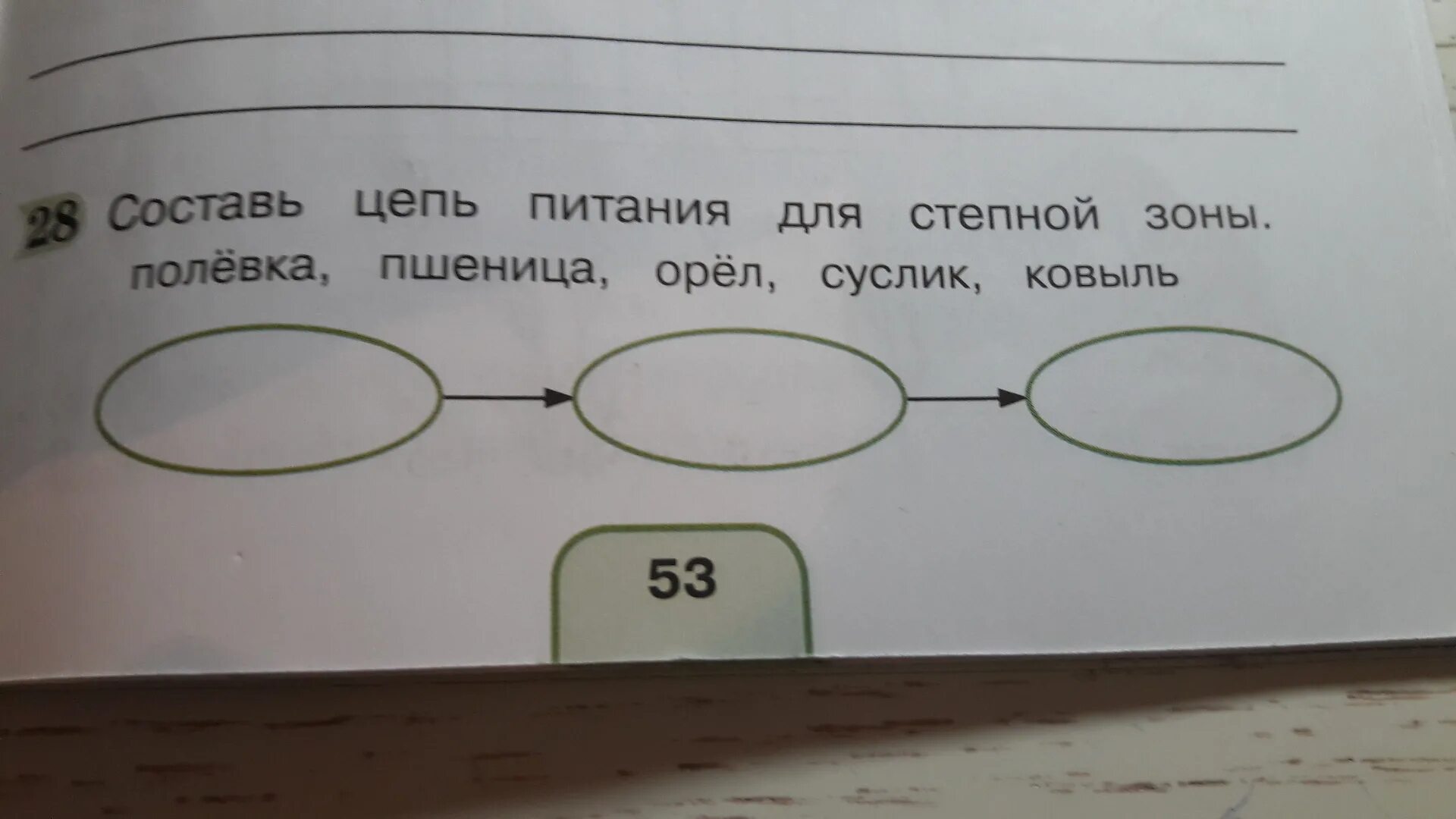 Составь цепь питания 4 класс. Цепь питания в степи. Цепь питания Степной зоны. Цепь питания в зоне степей. Цепочка питания в степи.