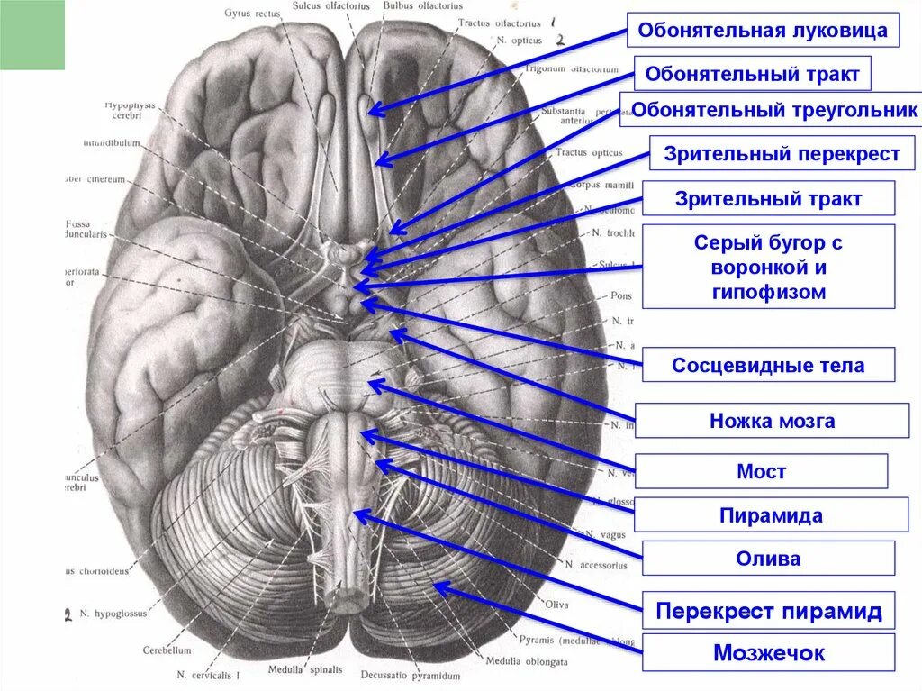 Обонятельная луковица анатомия. Обонятельный тракт анатомия. Тракт обонятельного нерва. Обонятельная луковица и обонятельный тракт. Серый мозг латынь