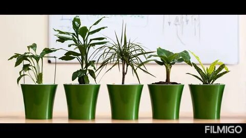 Re plant