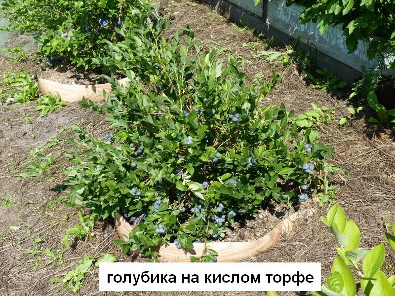 Голубика Садовая посадка. Голубика высокорослая изгородь. Голубика и туя. Голубика на садовом участке. На каком расстоянии сажать голубику друг