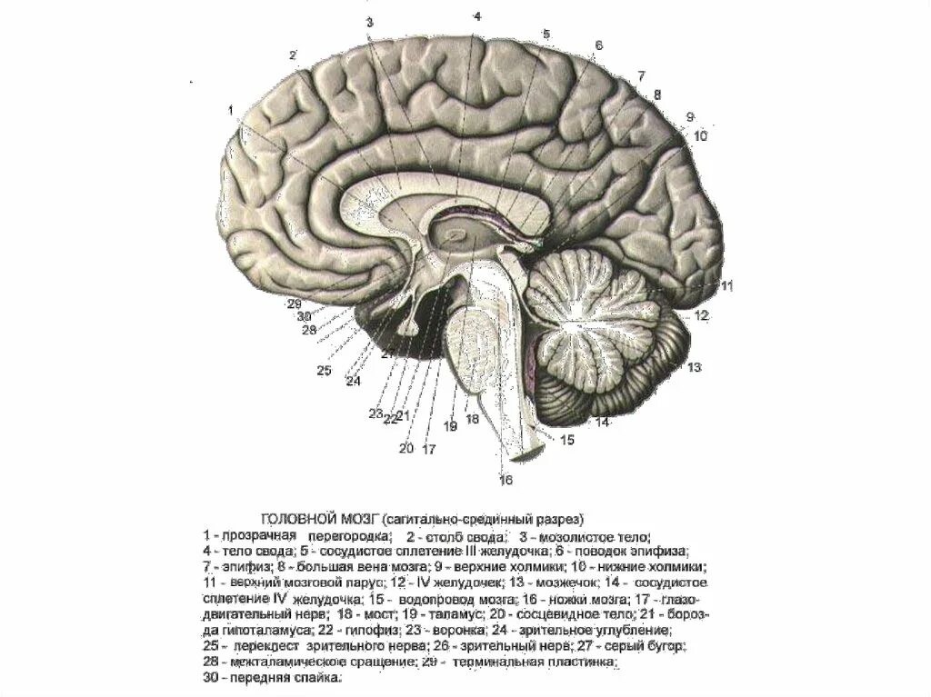 Спайки головного мозга. Мозолистое тело свод передняя спайка анатомия. Мозолистое тело Сагиттальный разрез. Срединный срез головного мозга. Промежуточный мозг Сагиттальный разрез головного мозга.