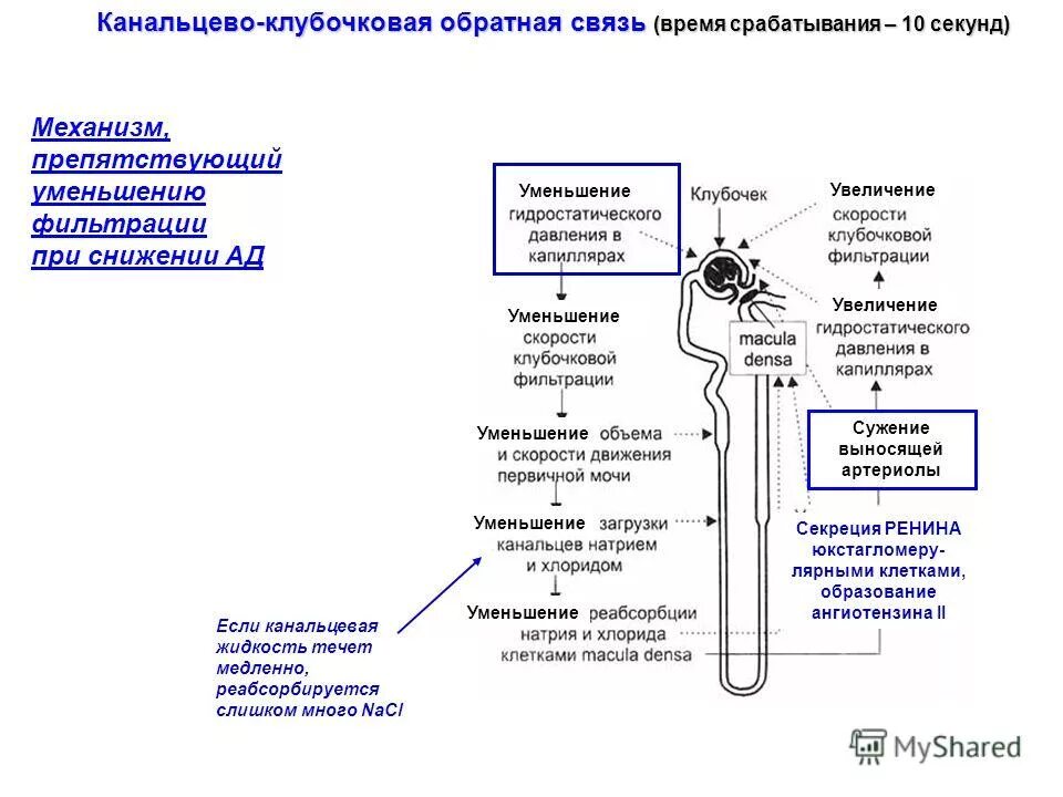 В результате реабсорбции образуется