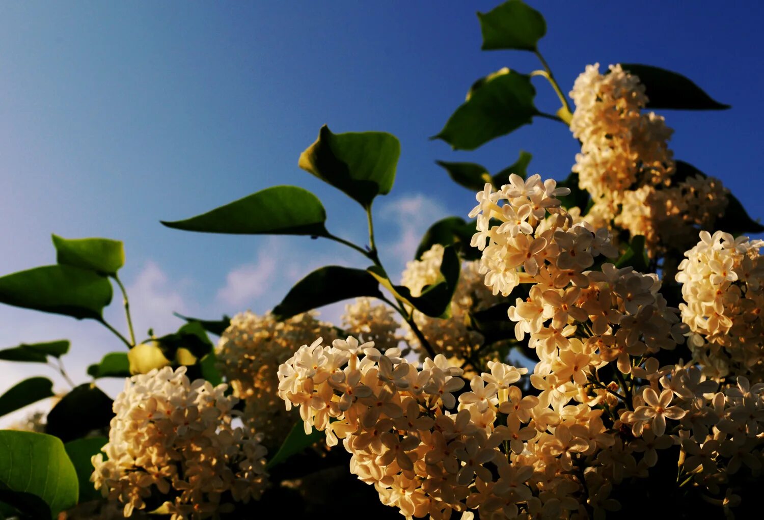 Сирень вечером. Черемуха и сирень. Черемуха, сирень сирень. Белая сирень и черемуха.