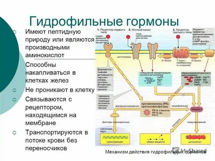 Механизм действия пептидных гормонов