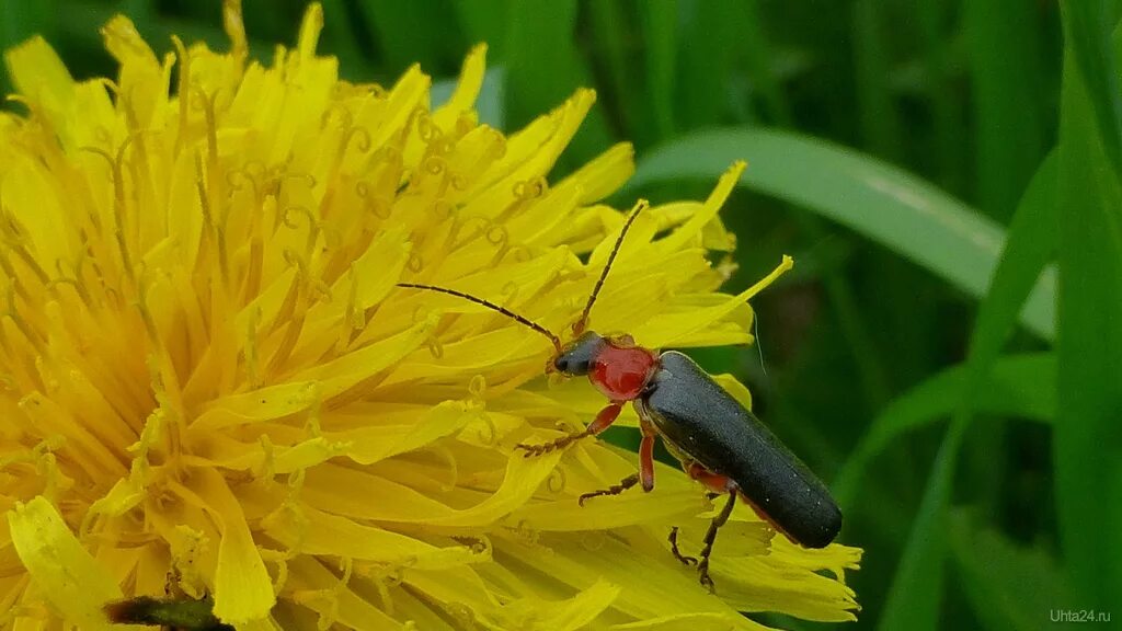 жук одуванчик диванчик. жук одуванчик диванчик. жук на одуванчике. жук присел на одуванчик. Cerambyx scopolii.