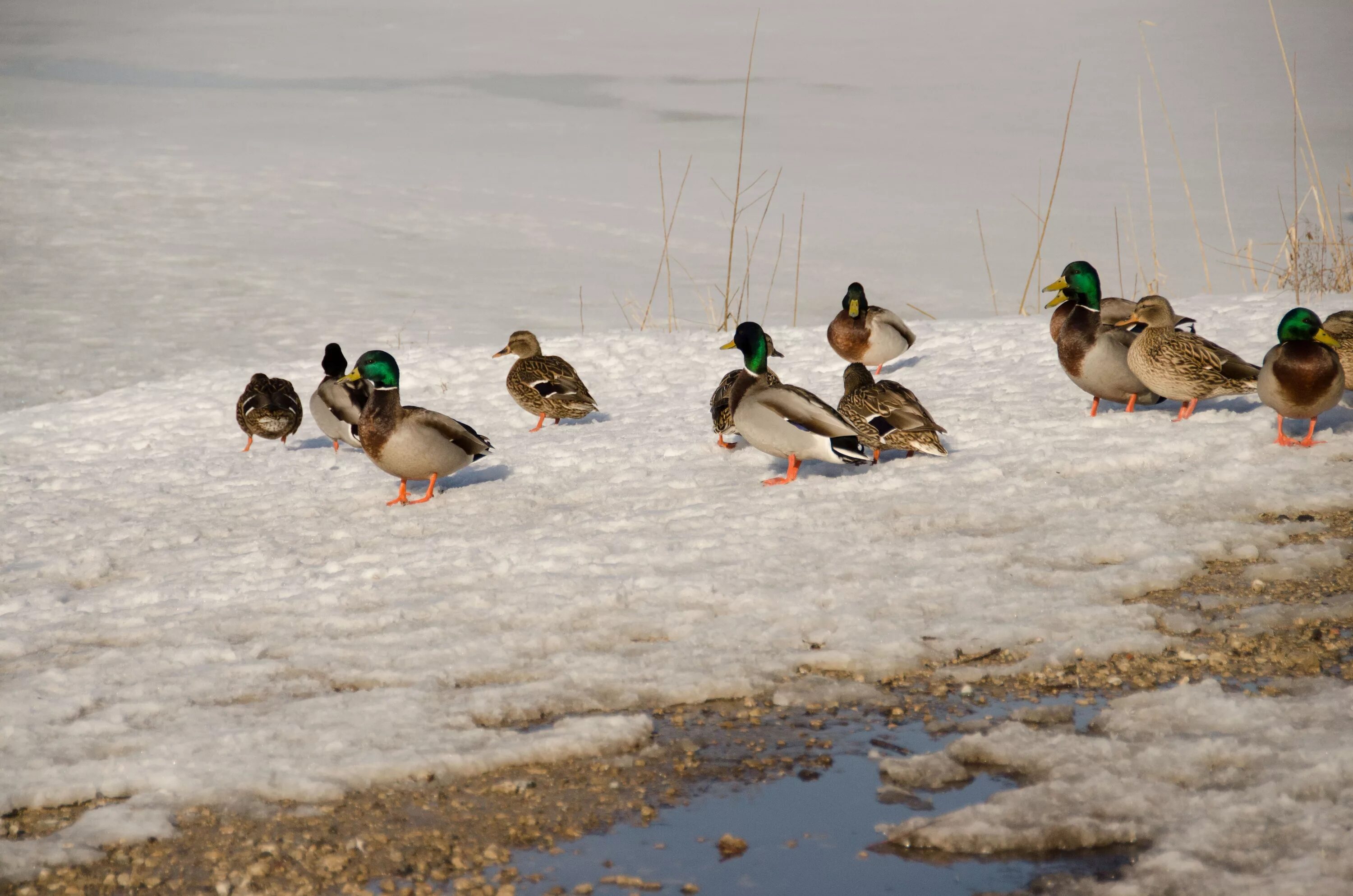 Get ducks. Утки Ямала. Утка зимой. Утки купаются в снегу. Гуси в снегу купаются.