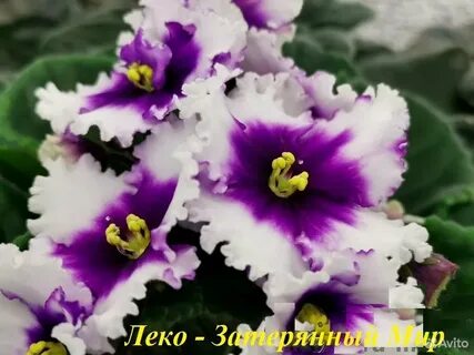 Мир фиалки