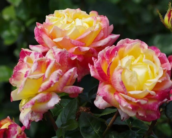 розы сорта aquarell tantau германия 1999г. розы вашей мечты отзывы. виктория дрим роза. роза диаблес де мерс. розы вашей мечты отзывы.