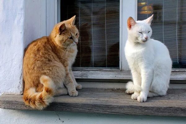 Приколы про мартовских котов. Мартовский кот юмор. Приколы про котов в марте. Стих про мартовского кота прикольный.