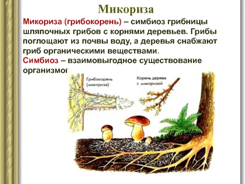 Грибы образующие микоризу с корнями. Грибная микориза. Микориза это симбиоз. Микориза это симбиоз гриба и дерева. Симбиоз грибницы с корнем дерева.