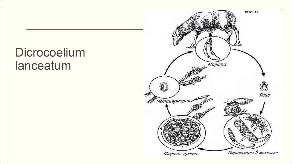 Цикл развития ланцетовидной двуустки схема. Dicrocoelium lanceatum цикл развития. Dicrocoelium lanceatum жизненный цикл. Цикл развития ланцетовидного сосальщика.