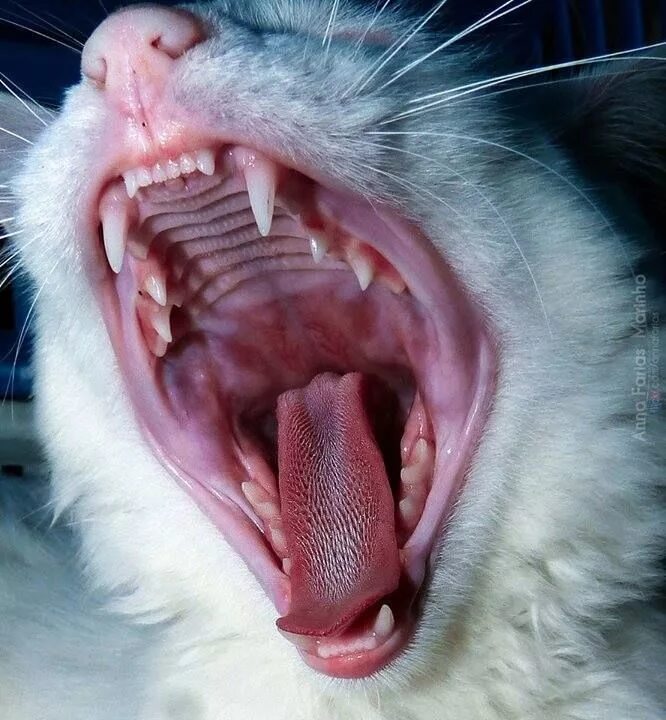 Dental Problems In The Cat Teeth