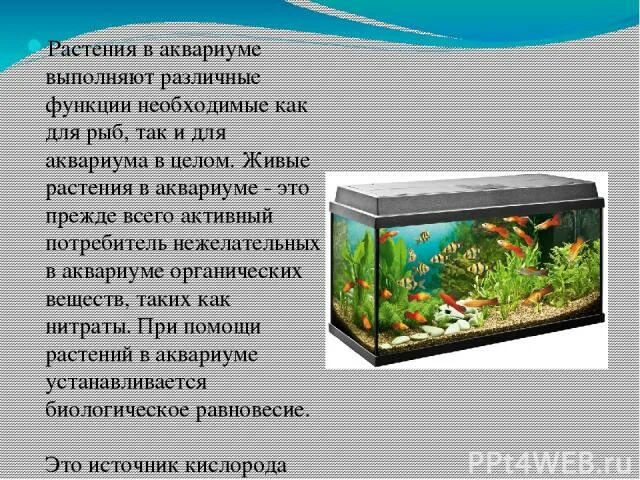 Содержание аквариума. Презентация на тему аквариум для цветов. аквариум окружающий мир 3 класс. части предмета аквариума. как ухаживать за аквариумом окружающий мир.
