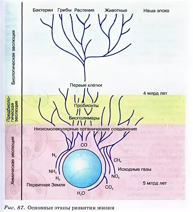Начальный этап развития жизни биология. Этапы возникновения жизни на земле схема. Основные этапы развития жизни этап. Начальные этапы развития жизни схема. Этапы формирования жизни на земле схема.
