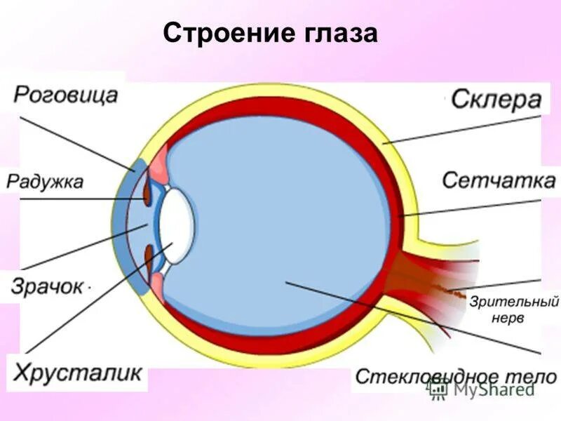 Изучить строение глазного яблока. Анатомическое строение глаза. Строение глаза человека анатомия. Внутреннее строение глаза человека. Лёгкое строение глаза.