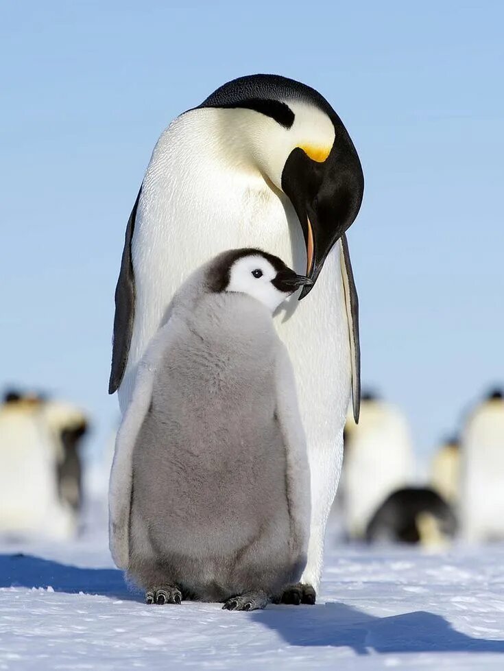 Императорский Пингвин Пингвинообразные. Императорский Пингвин высиживает яйцо. Птенец Императорского пингвина. Императорский Пингвин в Антарктиде. Emperor penguin