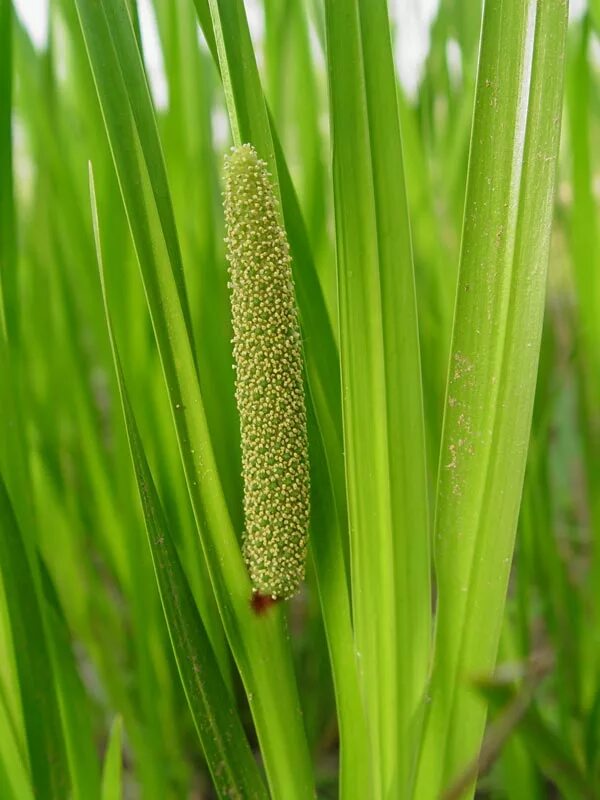 АИР обыкновенный - Acorus Calamus. АИР болотный (Acorus Calamus). АИР обыкновенный (а. болотный) - Acorus Calamus.. Acorus Calamus цветок.