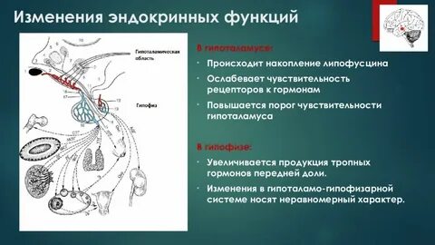 Как проверить гипоталамус