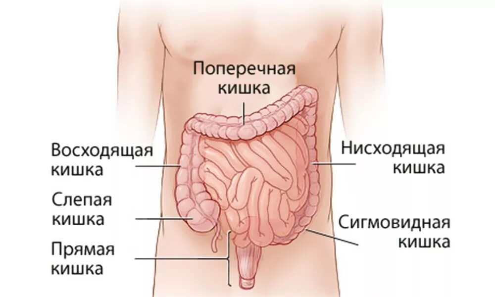 Название толстого кишечника. Строение кишечника человека схема. Толстая кишка анатомия человека строение. Анатомия кишечника человека схема. Кишечник анатомия строение рисунок.
