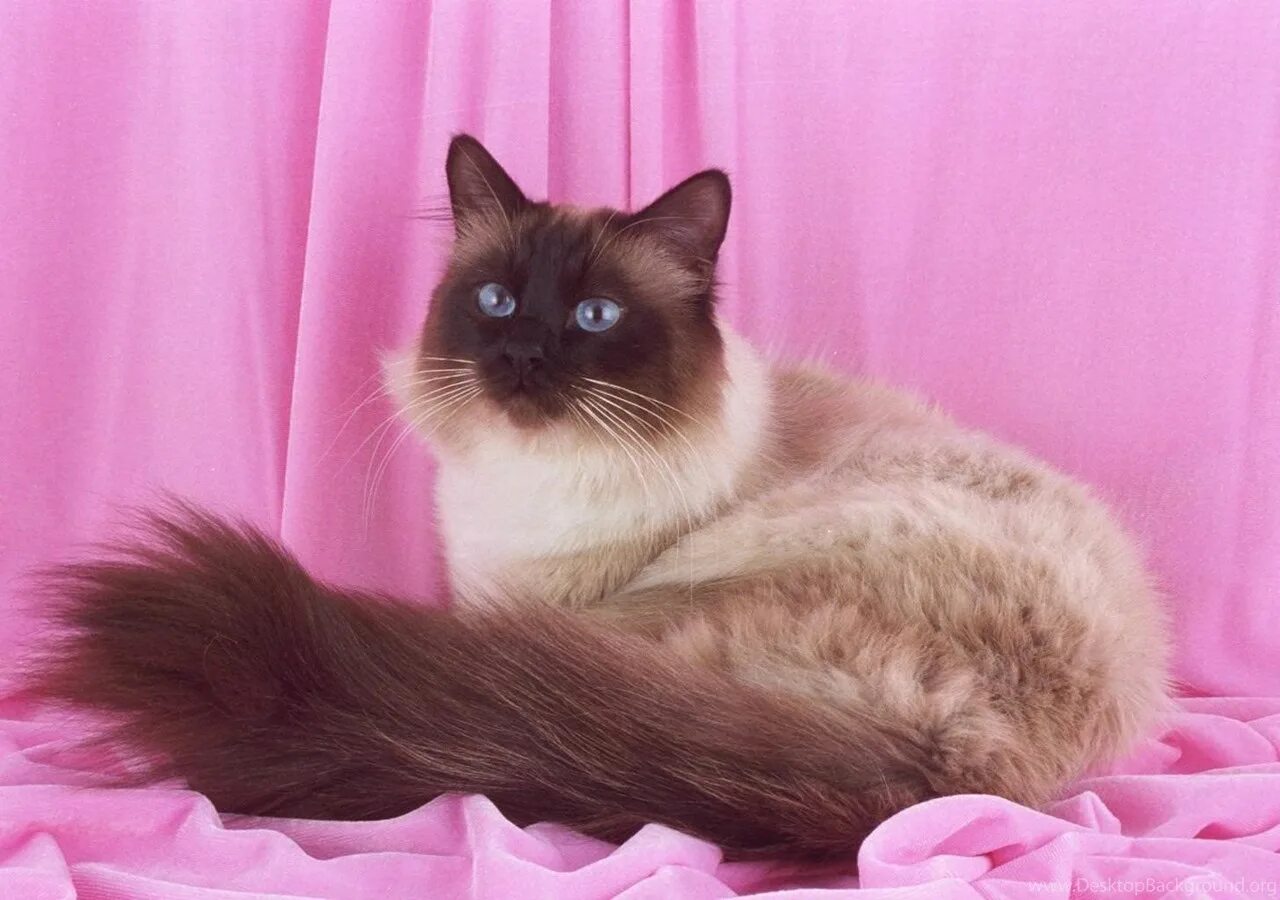 Невская маскарадная Балинезийская. Бирманская Сиамская кошка. Балинезийская кошка. Сиамский кот длинношерстный. Сиамская кошка длинная шерсть