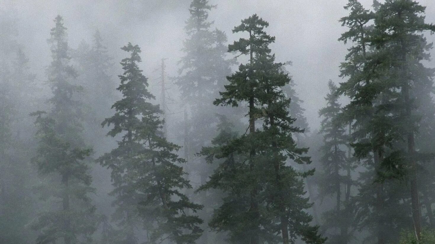 Осадки хвойных лесов. Туманный лес Таганай. Туманный хвойный лес. Твин пикс лес. Лес в тумане.