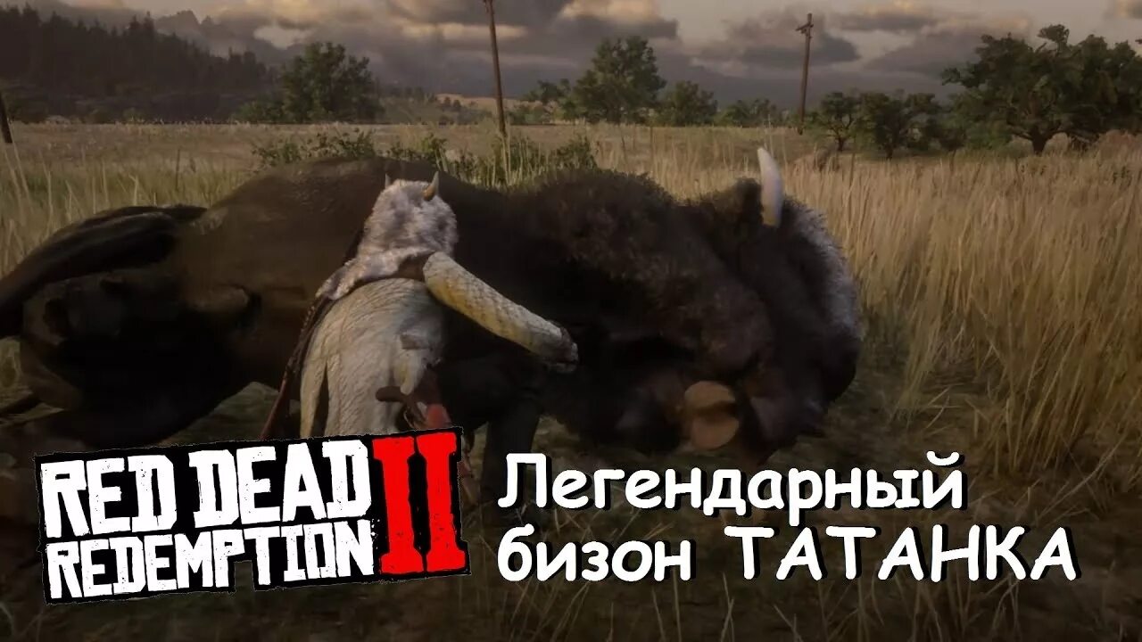 Шкура бизона. Легендарный белый Бизон rdr 2. Легендарный Бизон Татанка в РДР 2. Red Dead Redemption 2 легендарный Бизон. Ред дед редемпшен 2 легендарный Бизон.