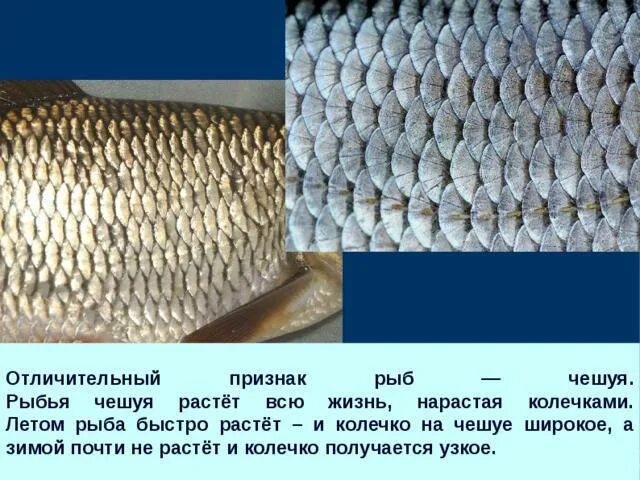 Как расположена чешуя на теле рыбы какое. Ктеноидная чешуя костных рыб. Чешуя 1871г. Строение рыбьей чешуи. Строение чешуйки рыбы.