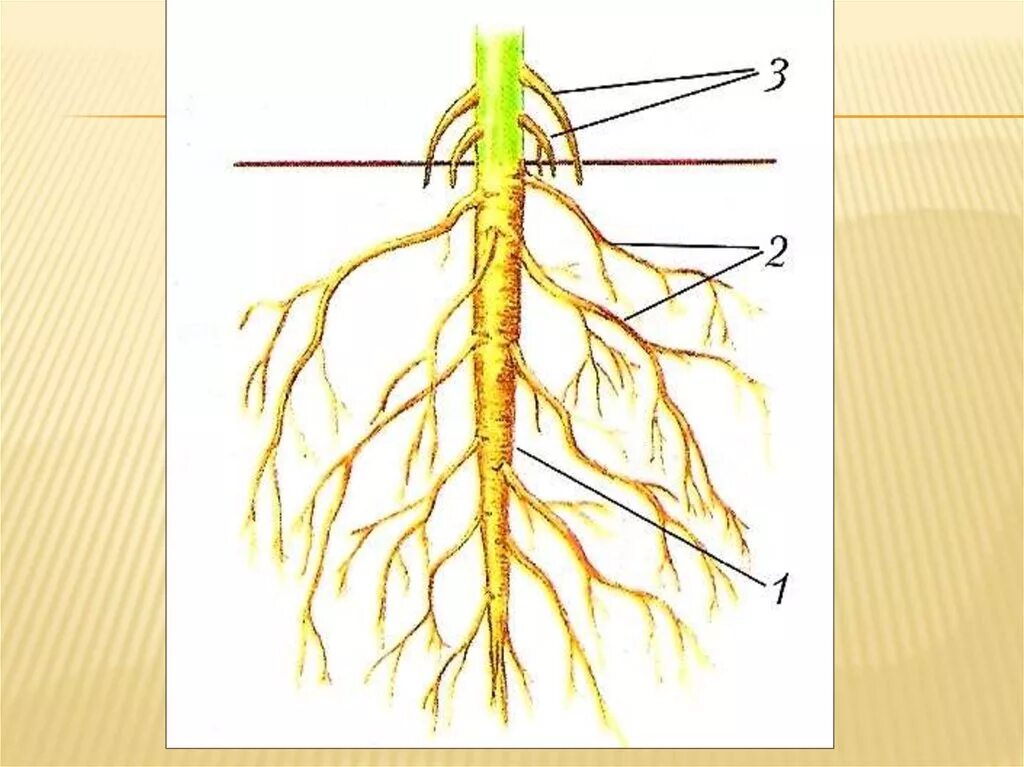 Корни растений. Строение корневой системы растений. Строение корня без подписей. Строение корневой системы без подписей.