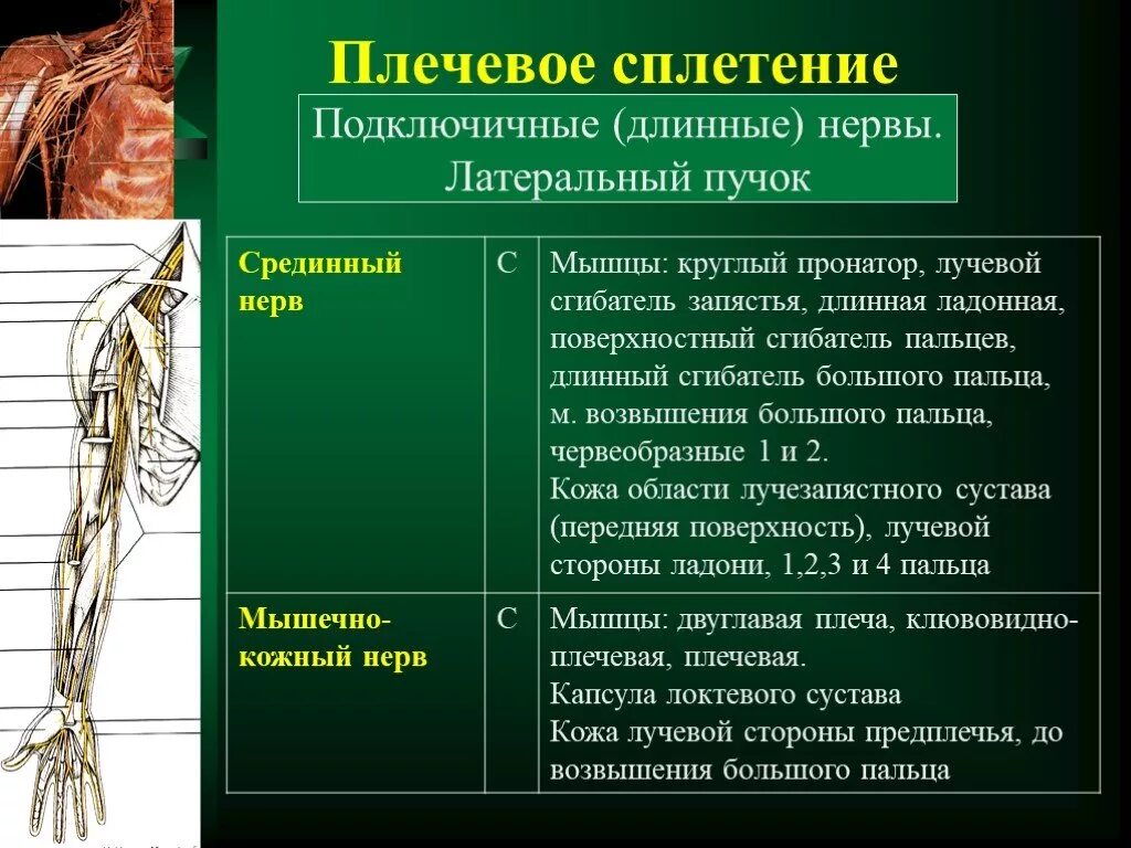 Кожно нервные. Плечевое сплетение таблица иннервации. Плечевое сплетение короткие ветви области иннервации. Плечевое сплетение спинномозговых нервов. Плечевое нервное сплетение таблица.