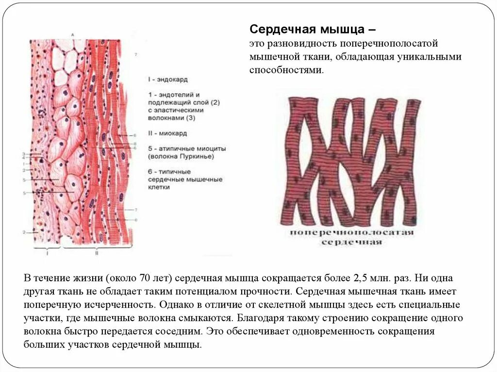 Каким уникальным свойством обладает мышечная ткань поясните