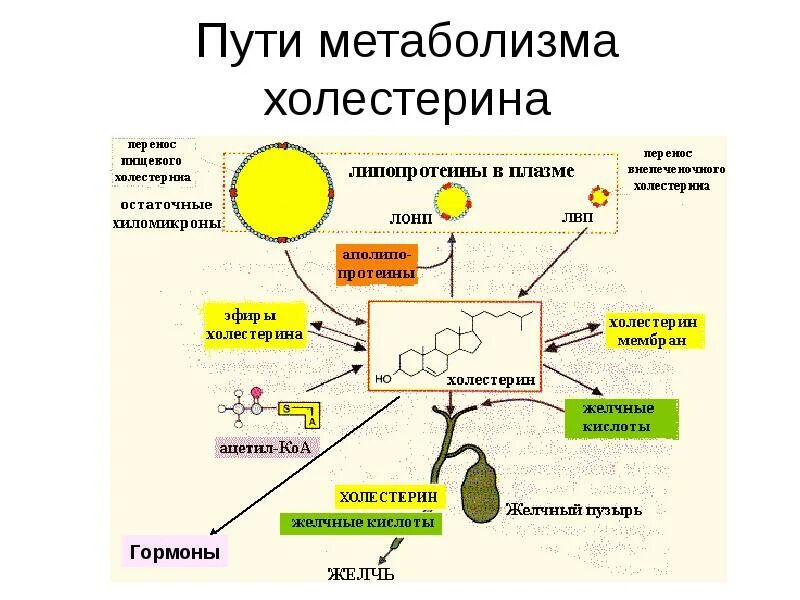 Синтез липидов мембраны. Схема путей утилизации холестерола. Схема обмена холестерола в организме. Схема синтеза холестерина в организме человека биохимия. Пути образования желчных кислот из холестерина.