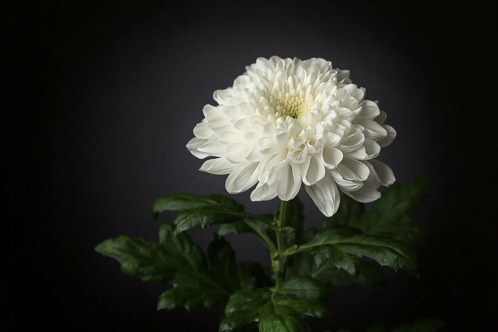 chrysanthemum white bouquet White flowers, Chrysanthemum, Chrysanthemum bouquet