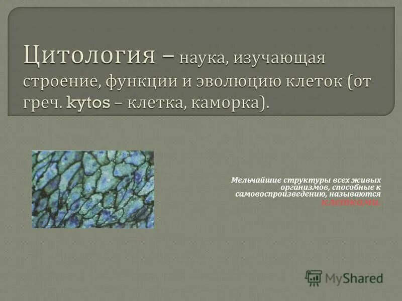 основная функция ядрышка. наука изучающая строение и функции клеток. химический состав ядрышка. мельчайшей структура. клеточный центр функции.