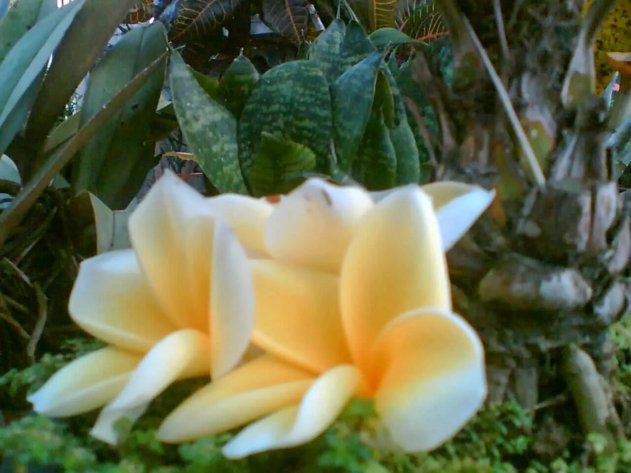 Франжипани Бали. Бали цветы маржипани. Экзотические растения Бали. Цветы на бали