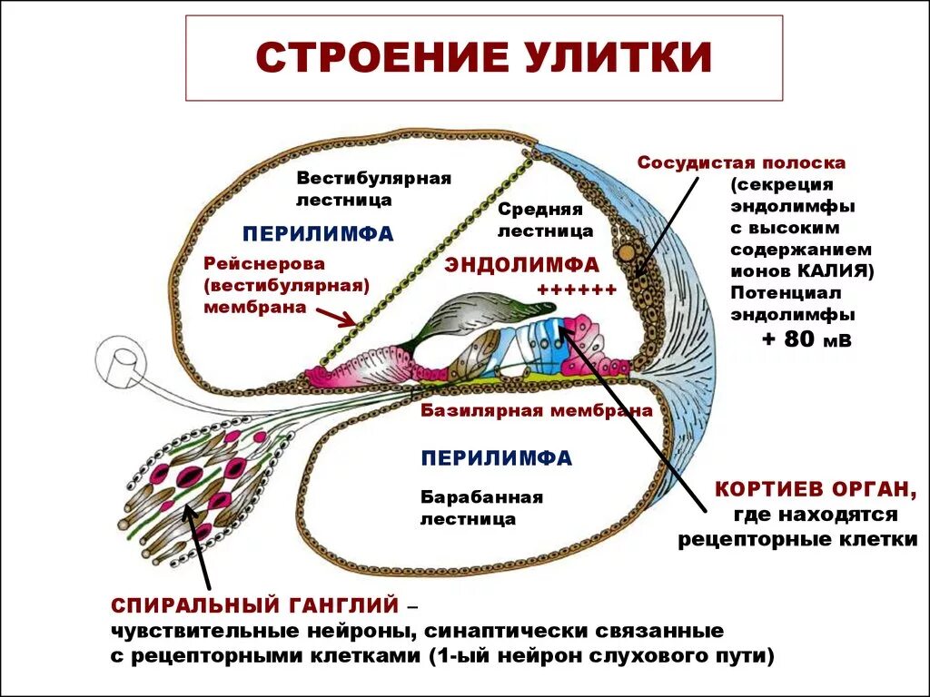 Строение улитки внутреннего уха. Анатомические структуры внутреннего уха. Строение внутреннего уха эндолимфа. Строение и функции улитки внутреннего уха. Улитка выполняет функцию