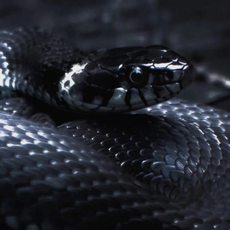 Темного змейка. Чёрная гадюка змея. Змея гадюка ядовитая. Чёрная мамба змея. Черная мамба змееныши.