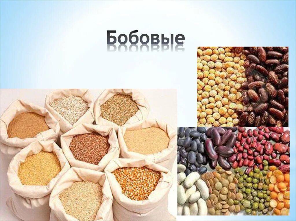 Зернобобовые культуры фото. Культурные бобовые растения названия. Бобовые культуры. Зернобобовые культуры. Основная зернобобовая культура.