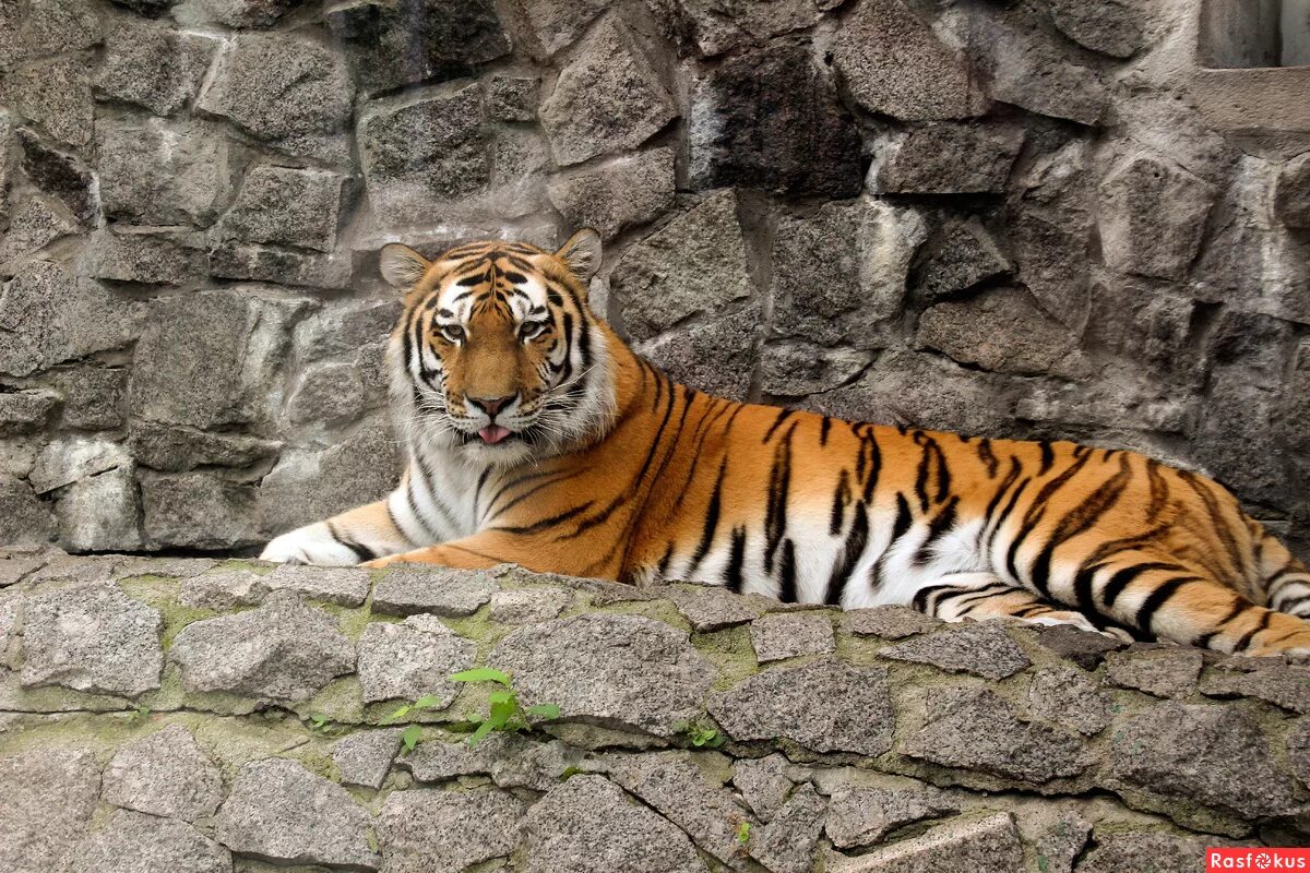 тигр в санкт-петербурге. санкт-петербургский зоопарк. ленинградский зоопарк вольер тигра. музей зоопарк в санкт-петербурге. тигра спб.